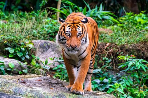 Imágenes Y Fotos De Tigres